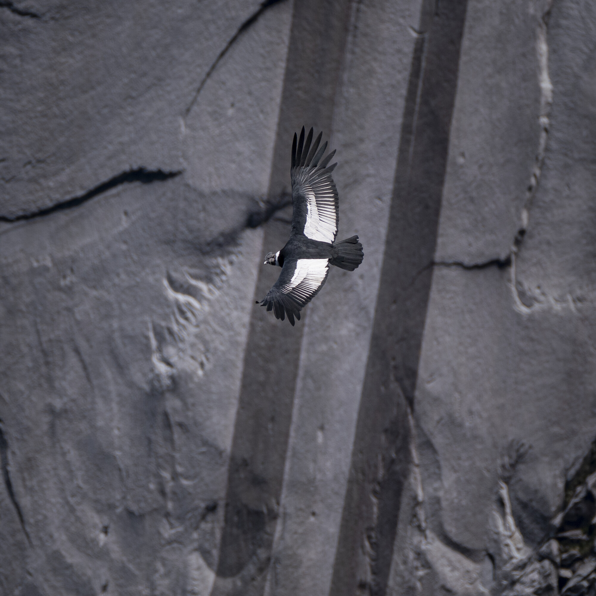 Cóndor andino volando frente a la Pared del Monstruo en el valle de Cochamó