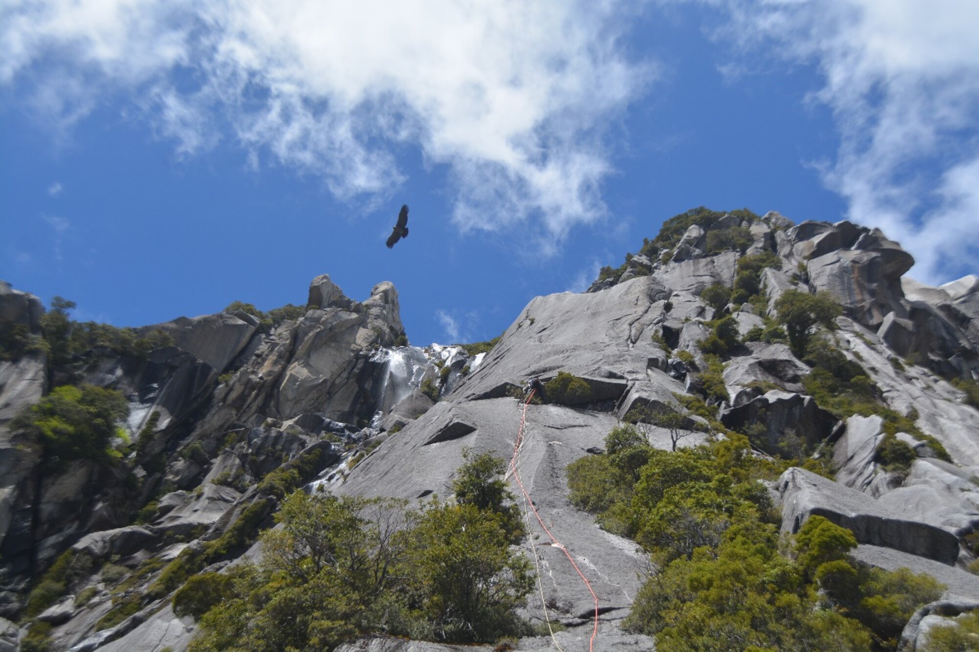 Cóndor volando sobre las paredes del valle, Cochamó