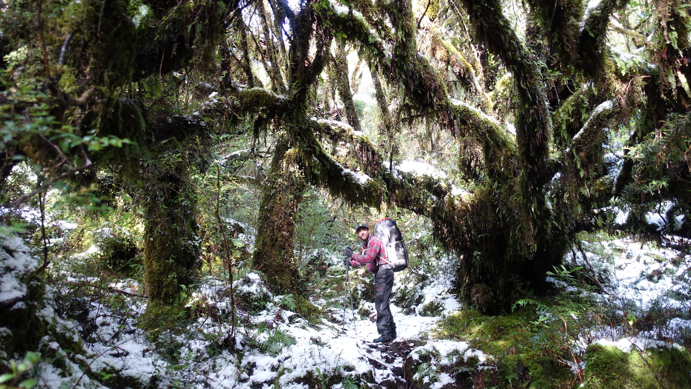 Travesías por el bosque nativo del valle de Cochamó